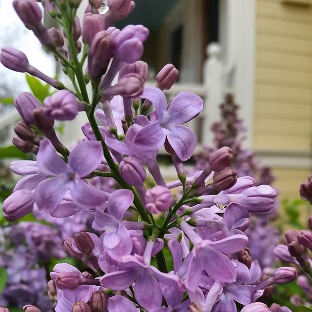 Instagram Photo Contest: "Spring in Napa Valley"